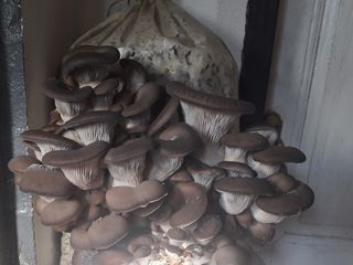 Продаются засеянные блоки грибов вешенка  12-13 кг вес  60 леи мешок foto 2