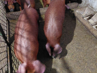 Duroc foto 2