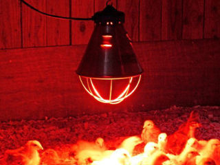 Инфракрасные лампы  и плафоны отражатели к ним  для обогрева животных и птицы foto 1