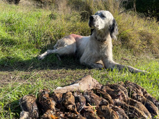 Setter foto 1