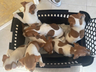 Jack russel  95 eur