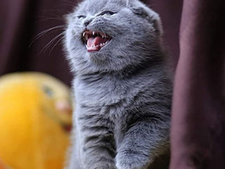 Motanel scottish fold-Вислоухий котик.