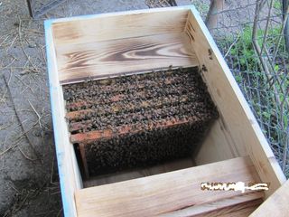 Пчелосемьи / отводки foto 5