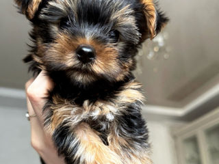 Yorkshire Terrier