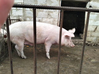 Porci de 170 și 220 kilograme. Negociabil. Crescut în condiții de casa. Număr de contact 078925404 foto 3