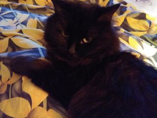 S-a pierdut pisica neagra, sos Balcani foto 2