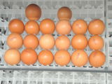 incubator automat 1584 oua gaina la doar 3800 lei foto 4