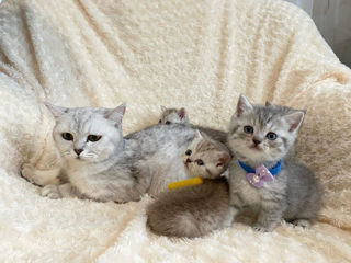 British shorthair chinchila foto 2