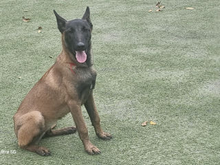 Belgian Malinois de vinzare foto 6