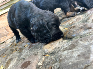 Cocker Spaniel