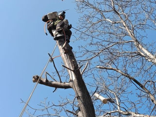 Defrișarea, curățarea și tăierea pomilor pe bucăti în spații închise fără autotern. Arborist. foto 2