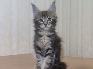 Main coon foto 1