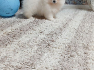 Шикарные малыши mini Spitz's Pomeranian foto 5