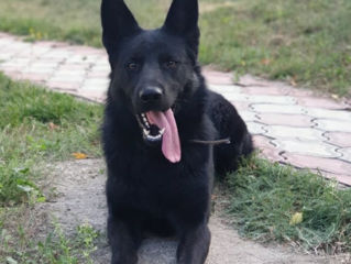 Ciobănesc german negru foto 0