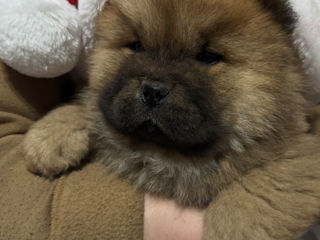 Chow Chow foto 8