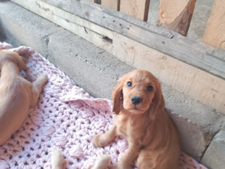 Cocher spaniel englez foto 2