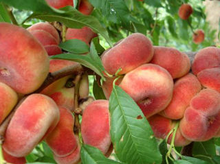 Pomi fructiferi migdal foto 7