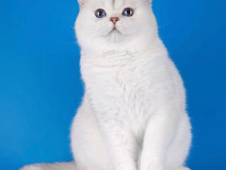 Scottish fold/straight foto 10