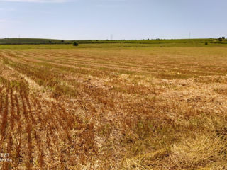 Se vinde 2 hectare și 30sote împreună foto 1