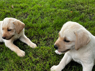 Câini labrador