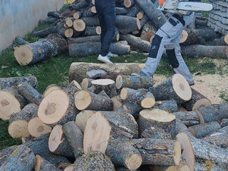 Defrisari - servicii profesionale! Curățare copaci! foto 5