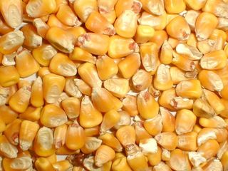 Кукуруза, porumb . 2,50lei .