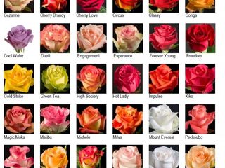 кустовая роза, штамбовая роза, саженцы древовидного пиона, травянистого пиона, буксуса, туи foto 2