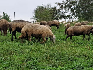 Vând oi de sămânță. foto 5