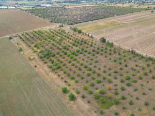 Teren agricol 4,87 ha Orhei, com.Pelivan foto 6