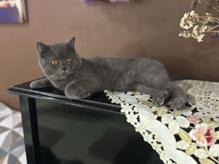 Animal de companie  British Shorthair foto 3