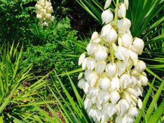 Floare Yucca foto 7