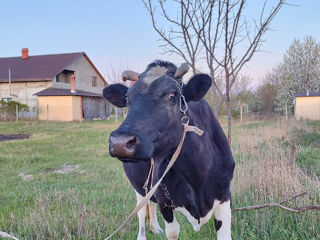 Vînd vacă bună de lapte!!! foto 2