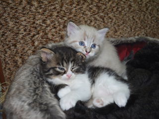 Turkish Angora, pisici simpatice (2 motani,1 pisica)