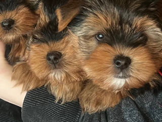 În vânzare Yorkshire terrier foto 1