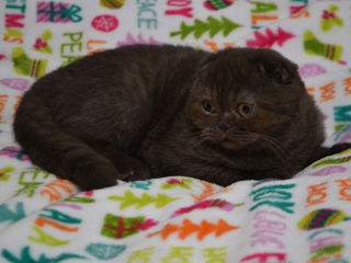 Молодой чистокровный шотландский котик Scottish fold!