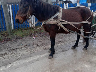 Vind urgent iapă a făta,cuminte,trage bine,Toate detaliile la telefon,sms nu citesc