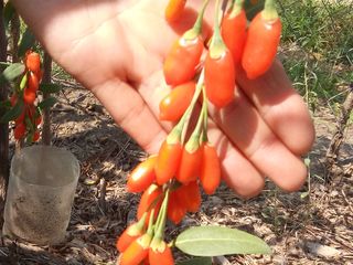 Goji puieti.   продаём саженцы годжи -lycium barbarum тибетский вид. ягоды сладкие. foto 8