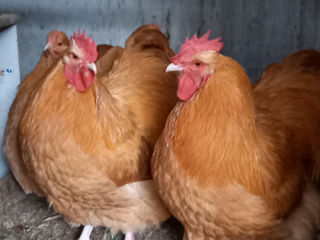 орпинктон   , куры ,цыплята, яйца. foto 10