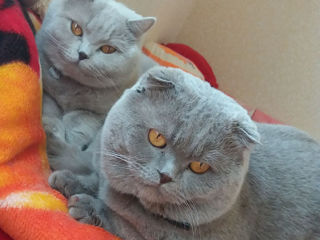 Scottish fold (super) foto 3