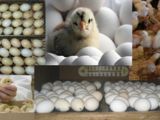 Incubăm ouă de pasăre raţă, gîscă, găină / инкубация птичьих яиц утки, гусь, кур