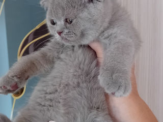 Scottish fold