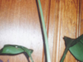 Vind flori de camera:spatiphlyllum-150lei,aloe-50lei,floare înaltă-200lei,lilie-100lei foto 4