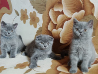 Шотландские котята Scottish fold foto 8