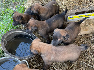 Belgian Malinois de vinzare foto 4