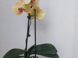 Орхидея orchid orchidee phalenopsis