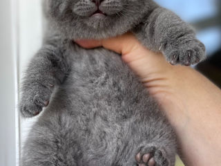 Вязки- клубный, племенной шотландский вислоухий кот (scottish fold). Котята на продажу foto 10