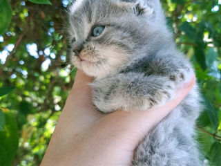 Scottish straight & Scottish fold foto 3