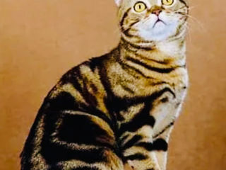 Клубная кошка золотой мраморный окрас. Бельцы.