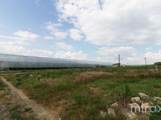 Se vinde seră cu suprafața terenului 3.42 ha, în com. Bălăbănești! foto 18