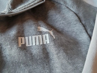 Puma foto 3